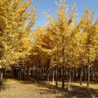 春季售苗竹柳、銀杏樹(shù)、速生楊、構(gòu)樹(shù)