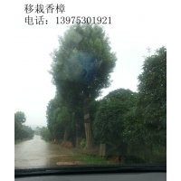 移栽香樟，湖南香樟，湖南截干香樟宏景特價銷售
