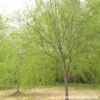 垂柳價(jià)格南京青皮垂柳供應(yīng)銷售價(jià)格