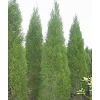 北京儈價(jià)格 山西北京儈 出售優(yōu)質(zhì)北京儈