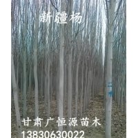 出售1-15公分的新疆楊 西北新疆楊樹苗基地