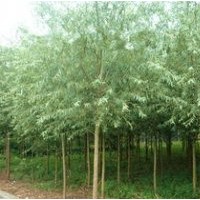 山西竹柳 速生柳 低價(jià)供應(yīng)各種柳樹