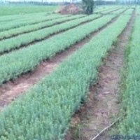 今年雪松小苗價格，4米雪松一級苗價格