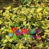 金邊扶芳藤3年苗