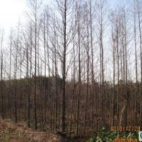 水杉產(chǎn)地8公分水杉報(bào)價(jià)