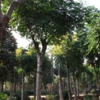 供應(yīng)10公分優(yōu)質(zhì)欒樹銷售基地