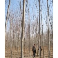 2015年5公分8公分欒樹價格，江蘇欒樹報價