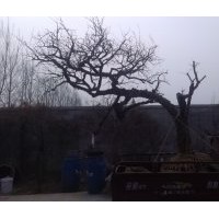 棗莊石榴樹3公分石榴苗石榴盆景