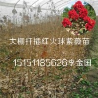 銷量的多的一年生紫薇苗一公分紫薇苗宿遷1米高紫薇花苗基地