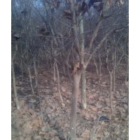 8-12公分紫葉李價(jià)格