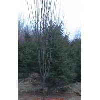 榆葉梅、太陽(yáng)李、紫葉矮櫻、西府海棠、北海海棠、紅葉綠葉碧桃