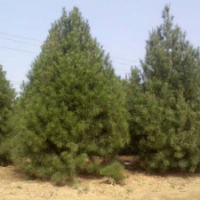 供應(yīng)2015精品白皮松