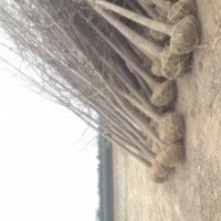 農(nóng)戶苗木直銷，大葉女貞，銀杏 水杉