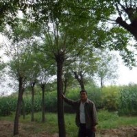 百盛苗木基地供應(yīng)國(guó)槐小苗