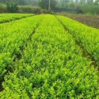 天津扶芳藤供應(yīng)商|扶芳藤價(jià)格