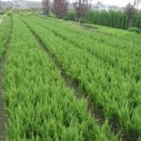 供應(yīng)紅葉石楠，蜀檜，紅葉小檗，萱草