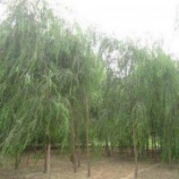 大量出售垂柳、速生柳、金葉榆