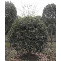 供應(yīng)直徑16公分叢生桂花樹(shù)，湖南18公分桂花樹(shù)，桂花樹(shù)培育基地