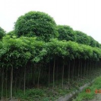 長期銷售桂花琵琶廣木蘭柑橘苗香樟