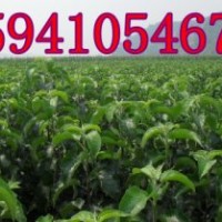 寒富蘋果苗價(jià)格，123果樹苗價(jià)格