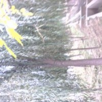 山東8公分垂柳10公分垂柳