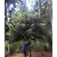 貴陽本地苗圃各類綠化苗木供應(yīng)