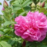 批發(fā)直銷四季玫瑰.豐花月季.紅帽月季.薔薇.地被月季