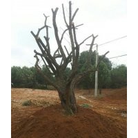 常年出售供應(yīng)野生大青梅樹(shù)樁青梅樹(shù)30-50公分