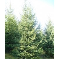 大量出售云杉0.5----7米，普通、密枝、假青