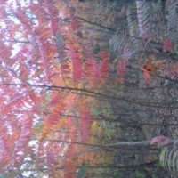 出售5公分火炬樹3000棵