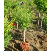 品種：欒樹(shù)  規(guī)格：1-30公分