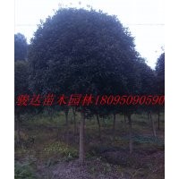 四川桂花樹、重慶銀杏樹、雅安桂花樹、湖北紅豆杉樹、等綠化苗木