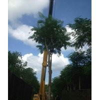 供應(yīng)15cm鳳凰木