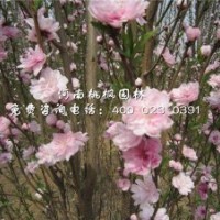 桃中精品龍柱碧桃河南桃楓園林出售