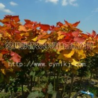 彩色植物“紅霞楊”Ⅰ號(hào)、金紅楊、黃紅楊、金黃楊