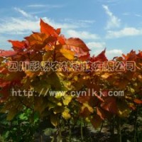 中紅楊、紅黃楊、黃紅楊、金黃楊、“紅霞楊”Ⅰ號(hào)、金紅楊