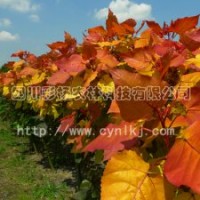 “紅霞楊”Ⅰ號(hào)，金紅楊，金黃楊，中紅楊，紅葉楊，綠化彩化