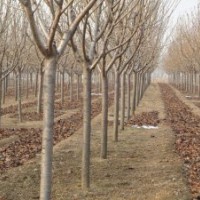 大批量出售（早櫻）成品苗:高度1.2米以上，粗度0.8公分以上