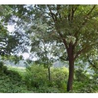 江蘇烏柏產(chǎn)地報(bào)價(jià)12公分烏柏25公分烏柏價(jià)格