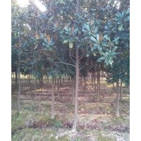 安徽合肥（肥西）廣玉蘭