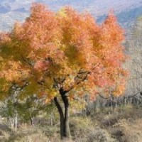 原生黃連木產(chǎn)地報(bào)價(jià)胸徑40公分黃連木報(bào)價(jià)