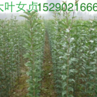 2公分大葉女貞，5公分大葉女在價(jià)格