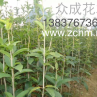 1米高八月桂花苗，1公分桂花批發(fā)價(jià)格