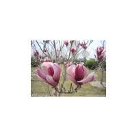 其他綠化苗木價格_2014櫻花,海棠。山楂。紅葉李子,白皮松批...