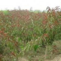 碧桃專營紅葉碧桃廉價紅葉碧桃
