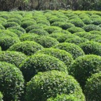 出售紫薇，大葉女貞，廣玉蘭，紅葉石楠等綠化苗木