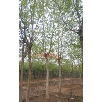 供應(yīng)河北法桐