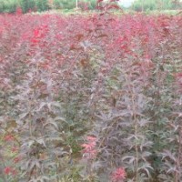 出售垂柳，大葉女貞，香樟，紅葉石楠等綠化苗木