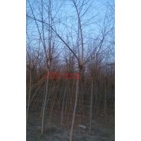 河北保定金絲垂柳哪家好