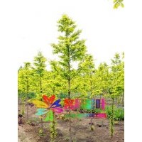 金葉水杉規(guī)格齊全